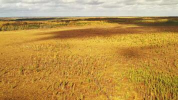 An aerial view of an autumn bog in Yelnya, Belarus, autumn. Ecosystems ecological problems climate change video