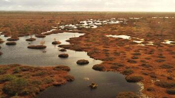An aerial view of an autumn bog in Yelnya, Belarus, autumn. Ecosystems ecological problems climate change video