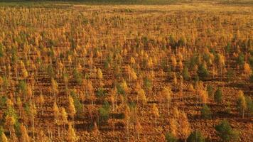 An aerial view of an autumn bog in Yelnya, Belarus, autumn. Ecosystems ecological problems climate change video