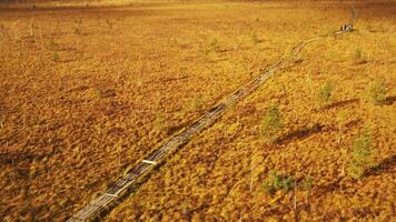 An aerial view of an autumn bog in Yelnya, Belarus, autumn. Ecosystems ecological problems climate change video