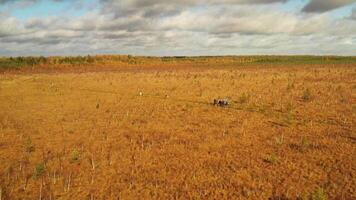An aerial view of an autumn bog in Yelnya, Belarus, autumn. Ecosystems ecological problems climate change video