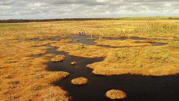 An aerial view of an autumn bog in Yelnya, Belarus, autumn. Ecosystems ecological problems climate change video