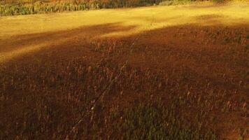An aerial view of an autumn bog in Yelnya, Belarus, autumn. Ecosystems ecological problems climate change video