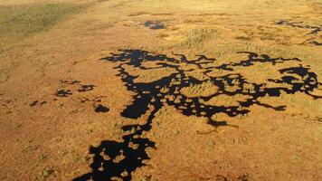 An aerial view of an autumn bog in Yelnya, Belarus, autumn. Ecosystems ecological problems climate change video