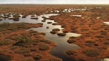 An aerial view of an autumn bog in Yelnya, Belarus, autumn. Ecosystems ecological problems climate change video