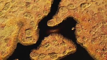 An aerial view of an autumn bog in Yelnya, Belarus, autumn. Ecosystems ecological problems climate change video