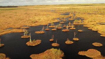An aerial view of an autumn bog in Yelnya, Belarus, autumn. Ecosystems ecological problems climate change video