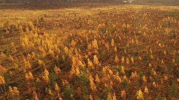 An aerial view of an autumn bog in Yelnya, Belarus, autumn. Ecosystems ecological problems climate change video