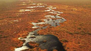 An aerial view of an autumn bog in Yelnya, Belarus, autumn. Ecosystems ecological problems climate change video
