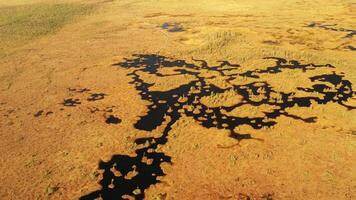 An aerial view of an autumn bog in Yelnya, Belarus, autumn. Ecosystems ecological problems climate change video