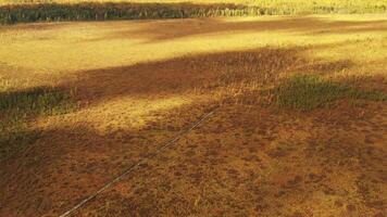 An aerial view of an autumn bog in Yelnya, Belarus, autumn. Ecosystems ecological problems climate change video
