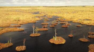 An aerial view of an autumn bog in Yelnya, Belarus, autumn. Ecosystems ecological problems climate change video