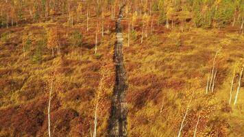 An aerial view of an autumn bog in Yelnya, Belarus, autumn. Ecosystems ecological problems climate change video