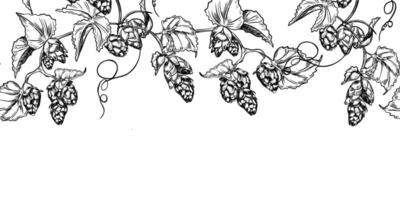 Hop vine, humulus cone black white graphic seamless border isolated. Hop cones branch leaves painted engraving in botanical sketch repeated background for design textile, packaging. Hops liana vector