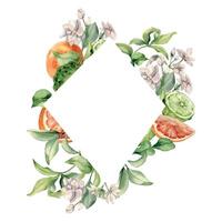 Rhombus floral citrus frame. Jasmine and bergamot watercolor illustration isolated. Jasmine flower and fruit tree branches hand drawn in botanical sketch for package, summer bright floral invitation. vector