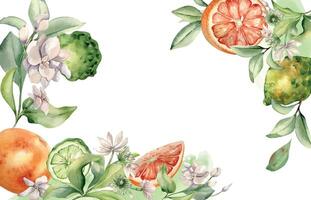 Bergamot and grapefruit assorted and jasmine flowers in watercolor isolated on border. Hand drawn bright ripe citrus, branches fruit tree and flower botanical sketch for package, summer floral banner. vector