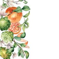 Bergamot and grapefruit citrus plants with jasmine flower in watercolor border isolated. Hand drawn juicy fruit tree branch and flowers in botanical sketch style for aroma products label, floral card. vector