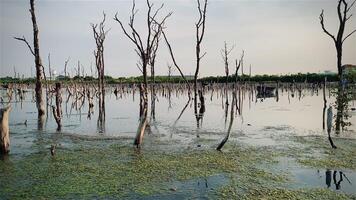 Destroyed mangrove forest scenery, Mangrove forests are destroyed and loss from the expansion of habitats. Expansion of habitats destruction the environment,mangrove forests degradation video