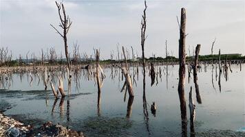 Destroyed mangrove forest scenery, Mangrove forests are destroyed and loss from the expansion of habitats. Expansion of habitats destruction the environment,mangrove forests degradation video