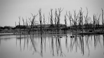 Destroyed mangrove forest scenery, Mangrove forests are destroyed and loss from the expansion of habitats. Expansion of habitats destruction the environment,mangrove forests degradation video