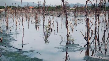Destroyed mangrove forest scenery, Mangrove forests are destroyed and loss from the expansion of habitats. Expansion of habitats destruction the environment,mangrove forests degradation video