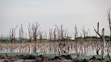 Destroyed mangrove forest scenery, Mangrove forests are destroyed and loss from the expansion of habitats. Expansion of habitats destruction the environment,mangrove forests degradation video
