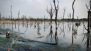 Destroyed mangrove forest scenery, Mangrove forests are destroyed and loss from the expansion of habitats. Expansion of habitats destruction the environment,mangrove forests degradation video