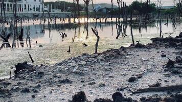 Destroyed mangrove forest scenery, Mangrove forests are destroyed and loss from the expansion of habitats. Expansion of habitats destruction the environment,mangrove forests degradation video