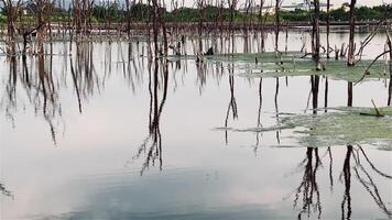 Destroyed mangrove forest scenery, Mangrove forests are destroyed and loss from the expansion of habitats. Expansion of habitats destruction the environment,mangrove forests degradation video
