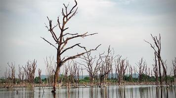 Destroyed mangrove forest scenery, Mangrove forests are destroyed and loss from the expansion of habitats. Expansion of habitats destruction the environment,mangrove forests degradation video