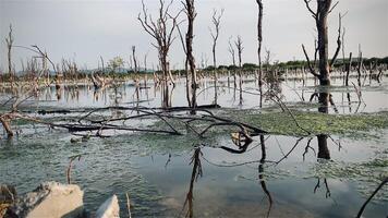 Destroyed mangrove forest scenery, Mangrove forests are destroyed and loss from the expansion of habitats. Expansion of habitats destruction the environment,mangrove forests degradation video