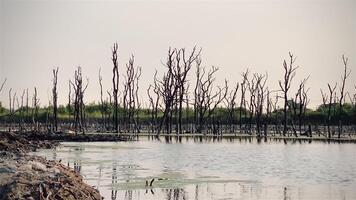 Destroyed mangrove forest scenery, Mangrove forests are destroyed and loss from the expansion of habitats. Expansion of habitats destruction the environment,mangrove forests degradation video