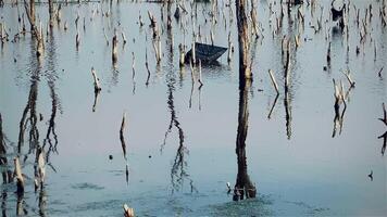 Destroyed mangrove forest scenery, Mangrove forests are destroyed and loss from the expansion of habitats. Expansion of habitats destruction the environment,mangrove forests degradation video