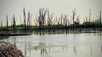 Destroyed mangrove forest scenery, Mangrove forests are destroyed and loss from the expansion of habitats. Expansion of habitats destruction the environment,mangrove forests degradation video