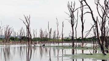 Destroyed mangrove forest scenery, Mangrove forests are destroyed and loss from the expansion of habitats. Expansion of habitats destruction the environment,mangrove forests degradation video