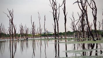 Destroyed mangrove forest scenery, Mangrove forests are destroyed and loss from the expansion of habitats. Expansion of habitats destruction the environment,mangrove forests degradation video