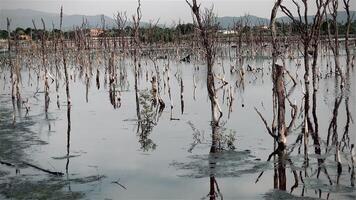 Destroyed mangrove forest scenery, Mangrove forests are destroyed and loss from the expansion of habitats. Expansion of habitats destruction the environment,mangrove forests degradation video