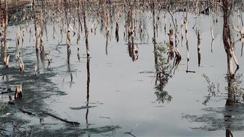 Destroyed mangrove forest scenery, Mangrove forests are destroyed and loss from the expansion of habitats. Expansion of habitats destruction the environment,mangrove forests degradation video