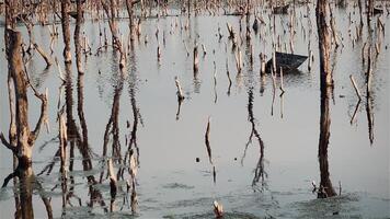 Destroyed mangrove forest scenery, Mangrove forests are destroyed and loss from the expansion of habitats. Expansion of habitats destruction the environment,mangrove forests degradation video