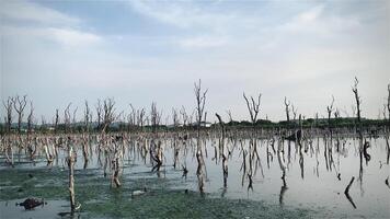 zerstört Mangrove Wald Landschaft, Mangrove Wälder sind zerstört und Verlust von das Erweiterung von Lebensräume. Erweiterung von Lebensräume Zerstörung das Umwelt, Mangroven Wälder Degradierung video