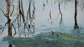Destroyed mangrove forest scenery, Mangrove forests are destroyed and loss from the expansion of habitats. Expansion of habitats destruction the environment,mangrove forests degradation video