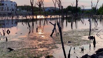 Destroyed mangrove forest scenery, Mangrove forests are destroyed and loss from the expansion of habitats. Expansion of habitats destruction the environment,mangrove forests degradation video