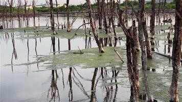 Destroyed mangrove forest scenery, Mangrove forests are destroyed and loss from the expansion of habitats. Expansion of habitats destruction the environment,mangrove forests degradation video