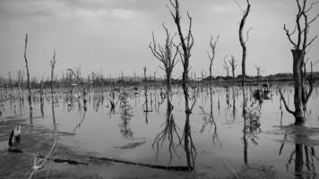 Destroyed mangrove forest scenery, Mangrove forests are destroyed and loss from the expansion of habitats. Expansion of habitats destruction the environment,mangrove forests degradation video