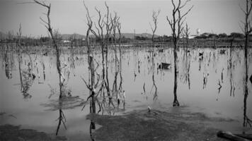 Destroyed mangrove forest scenery, Mangrove forests are destroyed and loss from the expansion of habitats. Expansion of habitats destruction the environment,mangrove forests degradation video