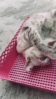 Portrait funny animals of a funny cat puppy, cat are attractive and charming, Is a funny cat or puppy, Pet are funny cat or puppy, pet funny animals. It is a playful, pet and is a favorite video