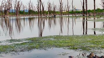 Destroyed mangrove forest scenery, Mangrove forests are destroyed and loss from the expansion of habitats. Expansion of habitats destruction the environment,mangrove forests degradation video