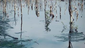 Destroyed mangrove forest scenery, Mangrove forests are destroyed and loss from the expansion of habitats. Expansion of habitats destruction the environment,mangrove forests degradation video