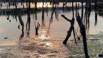 Destroyed mangrove forest scenery, Mangrove forests are destroyed and loss from the expansion of habitats. Expansion of habitats destruction the environment,mangrove forests degradation video
