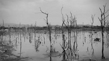 Destroyed mangrove forest scenery, Mangrove forests are destroyed and loss from the expansion of habitats. Expansion of habitats destruction the environment,mangrove forests degradation video